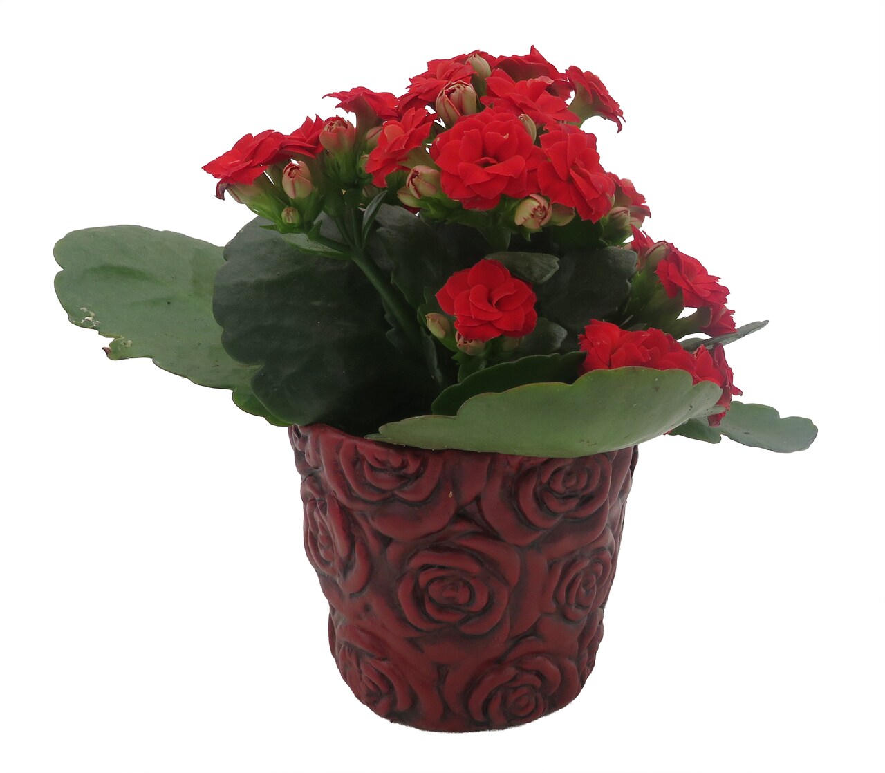 Red Rose Planter with Surprise Calandiva Plant - 2.5" Ceramic Pot